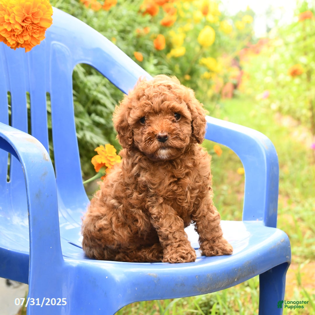 Toy Poodle dogs for sale: Jack - Image 4