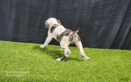 Catahoula Leopard Dog dogs for sale: Diamond 2025 F3 - Image 10