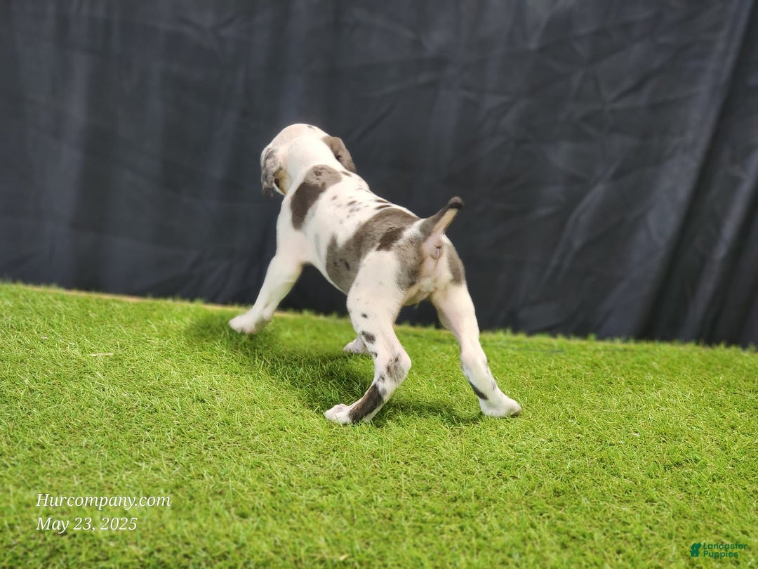 Catahoula Leopard Dog dogs for sale: Diamond 2025 F3 - Image 10