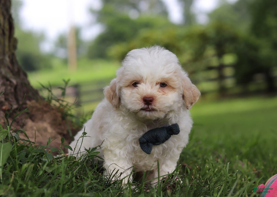 Shihpoo dogs for sale: Wilder - Image 5