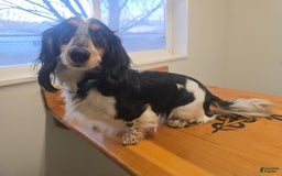 Miniature Dachshund dogs for sale: Brock - Image 9