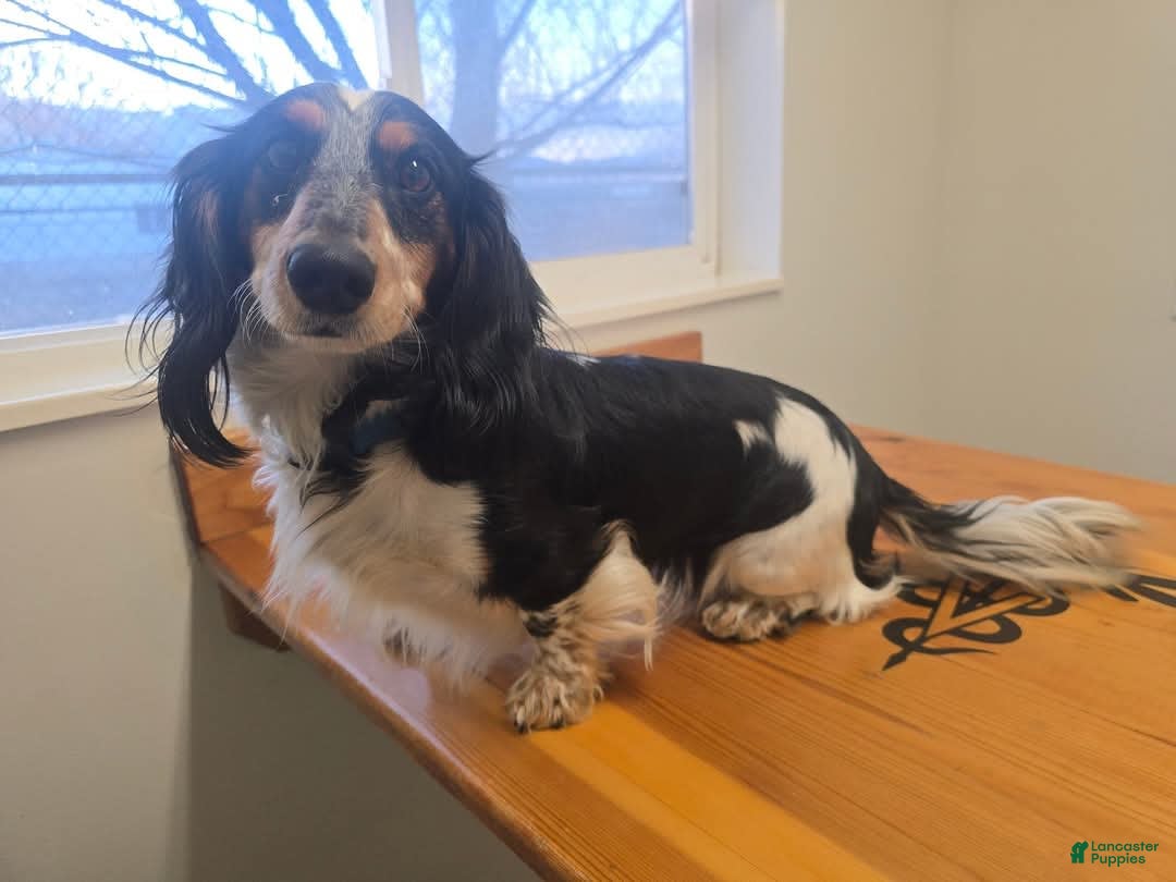 Miniature Dachshund dogs for sale: Brock - Image 9
