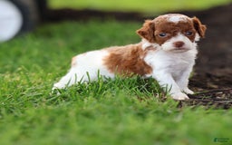 Toy Poodle dogs for sale: Cupcake - Image 2