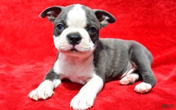 Boston Terrier dogs for sale: Boston Terrier 9 puppies - Image 5