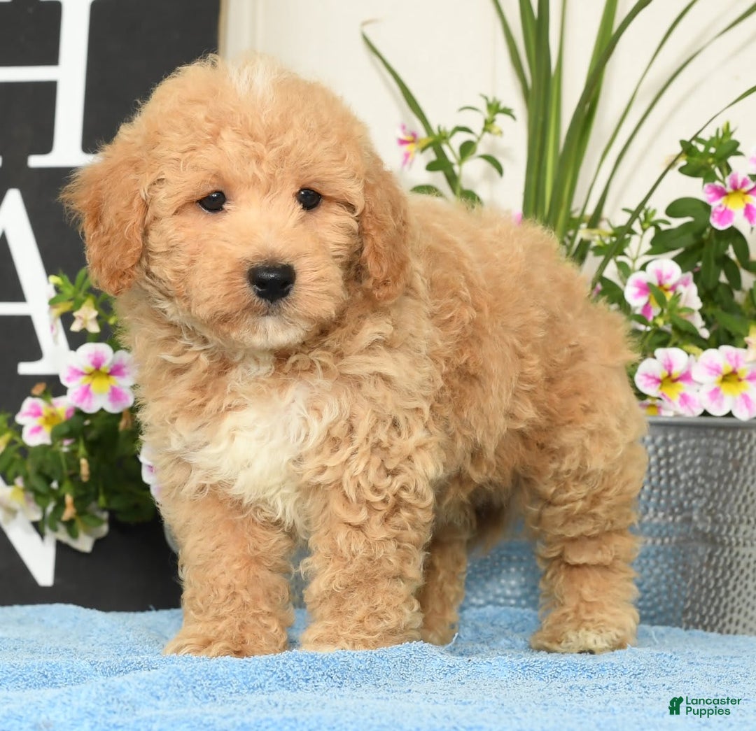 Bichpoo dogs for sale: Shawn - Image 2