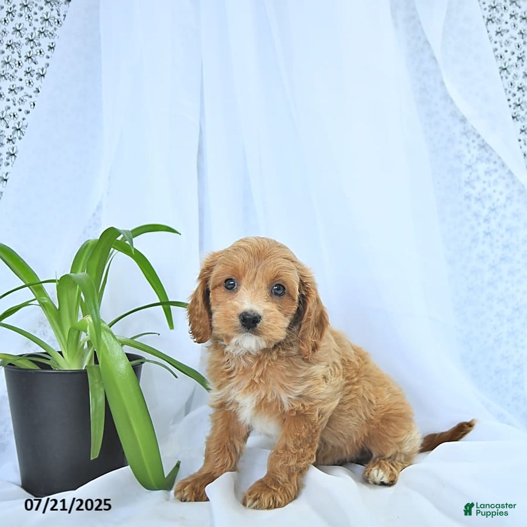 Cavapoo dogs for sale: Rhett - Image 8