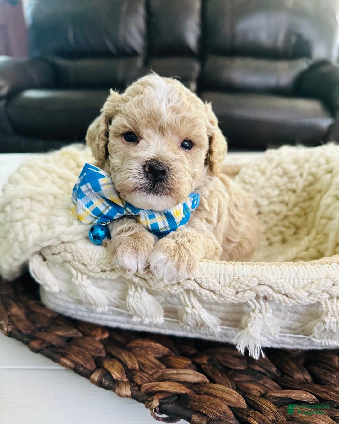 Miniature Poodle dogs for sale: Creme boy - Image 5