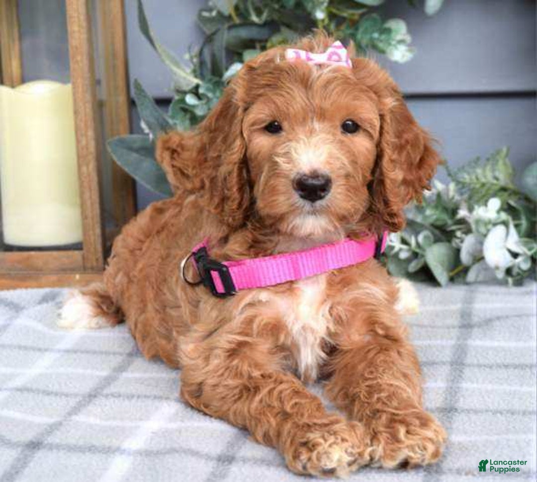 Goldendoodle dogs for sale: Addison - Image 8