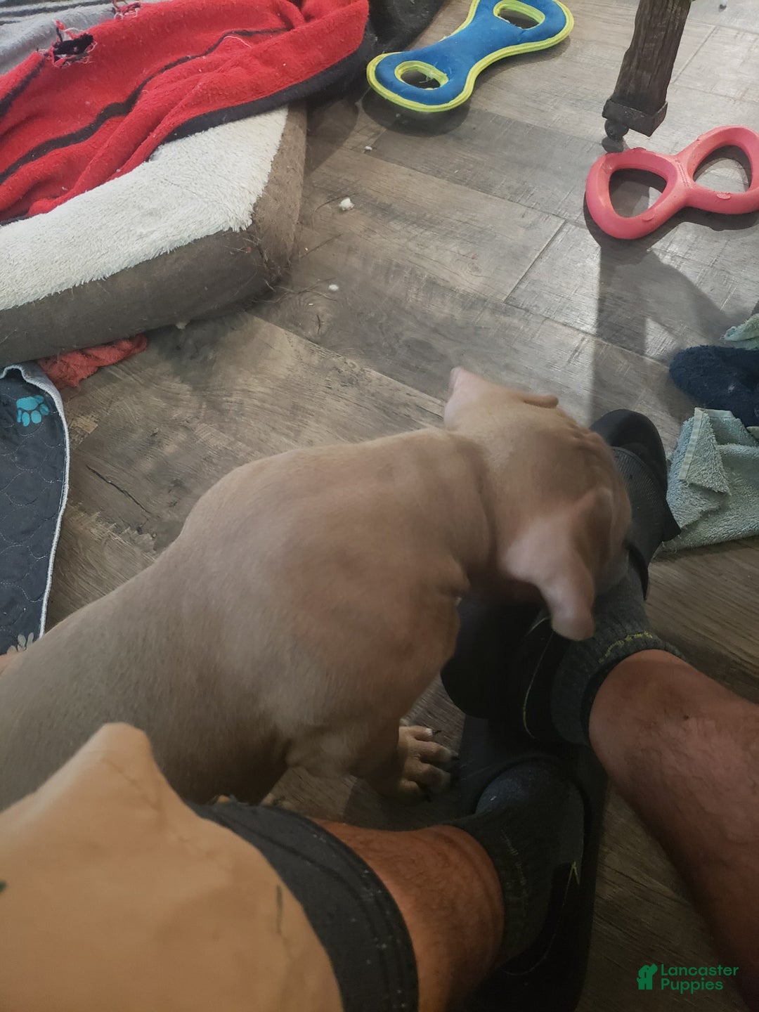 American Bully dogs for sale: Big Hoss - Image 23
