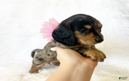 Miniature Dachshund dogs for sale: Akc Violet - Image 8