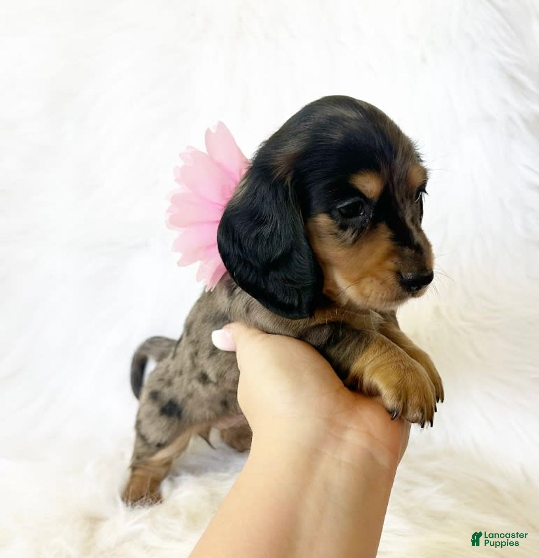 Miniature Dachshund dogs for sale: Akc Violet - Image 8