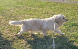 Golden Retriever dogs for sale: Maddie - Image 5