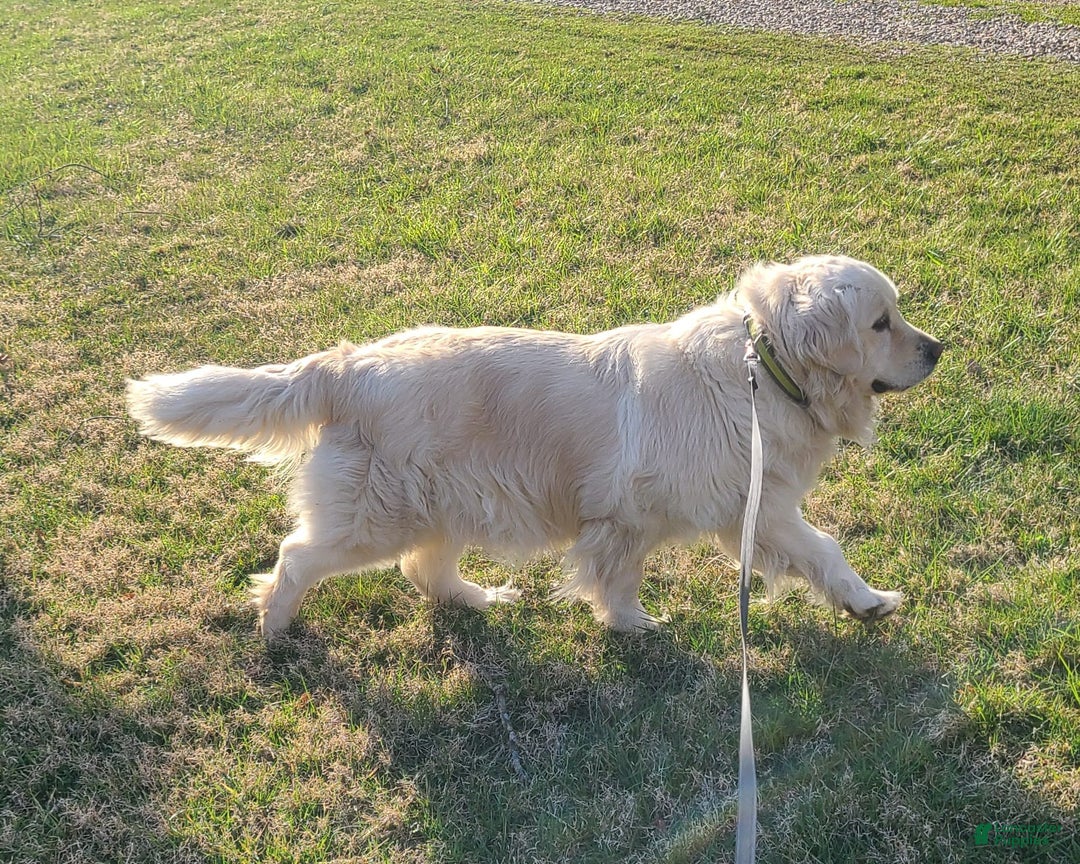 Golden Retriever dogs for sale: Maddie - Image 5