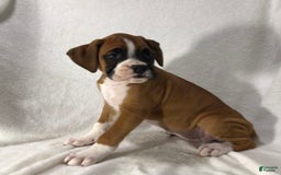 Boxer dogs for sale: Roxie - Image 2
