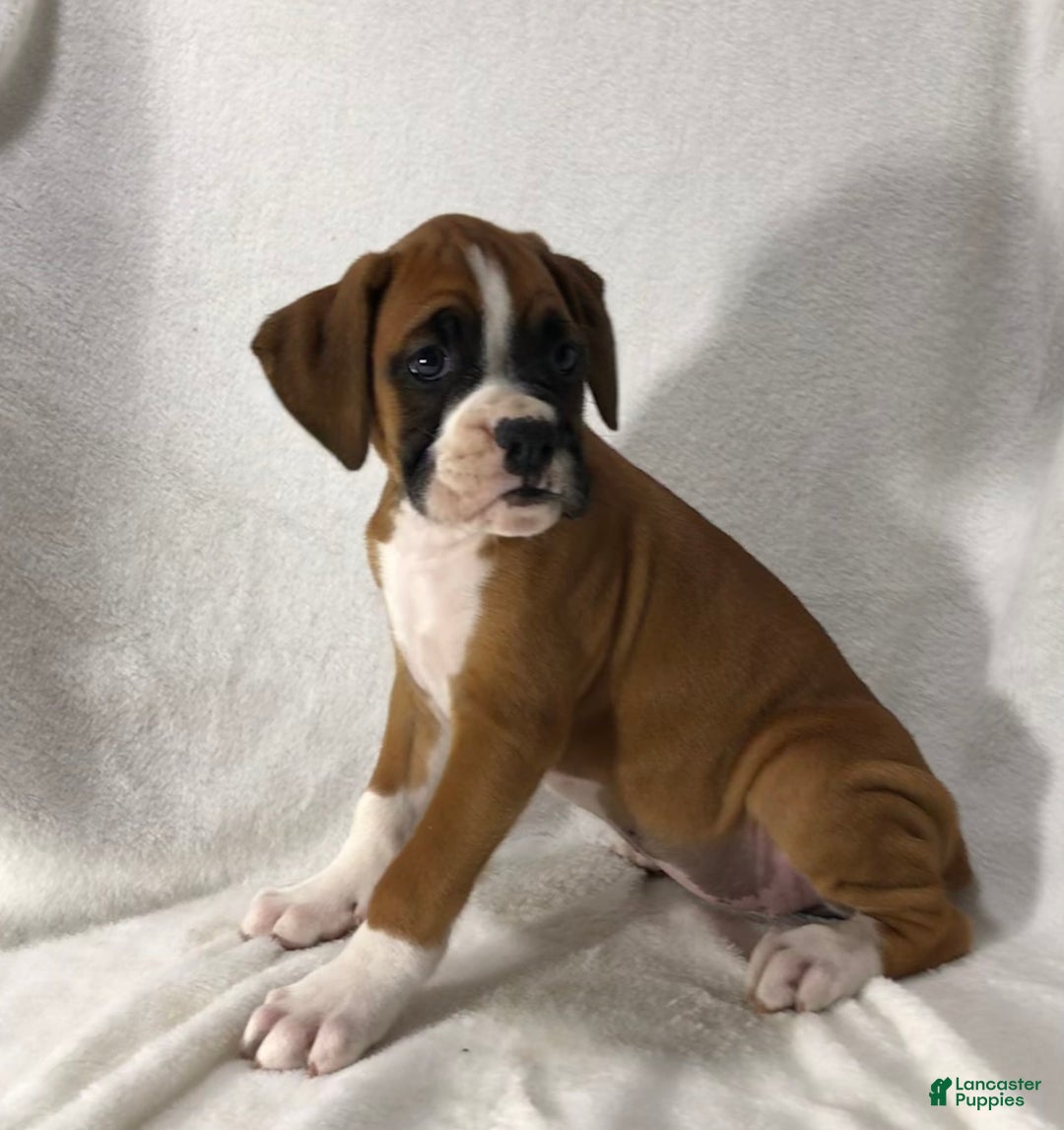 Boxer dogs for sale: Roxie - Image 2