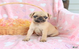 Pug dogs for sale: Amelia - Image 2