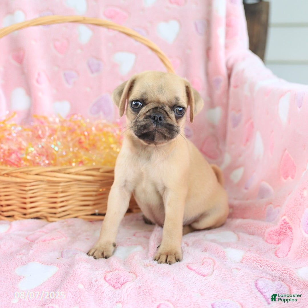 Pug dogs for sale: Amelia - Image 2