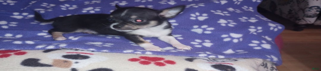 Joey