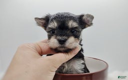 Morkie dogs for sale: Cream Point Ladybug - Image 5