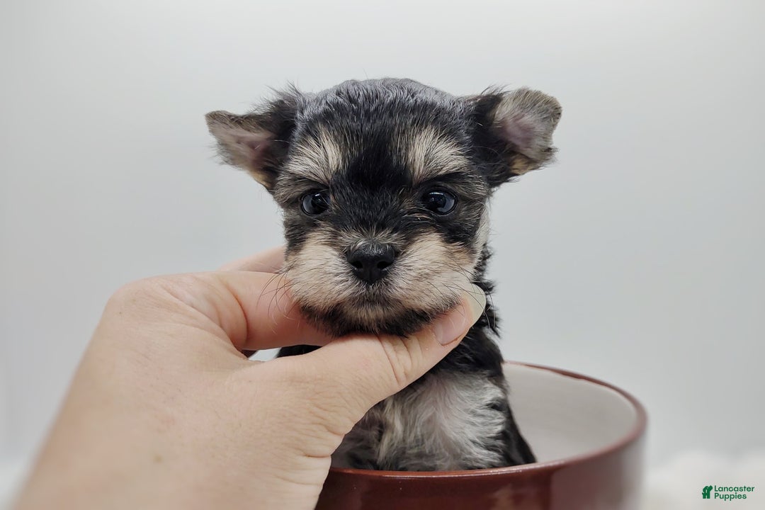 Morkie dogs for sale: Cream Point Ladybug - Image 5