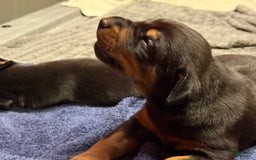 Doberman Pinscher dogs for sale: Male Puppy - Image 16