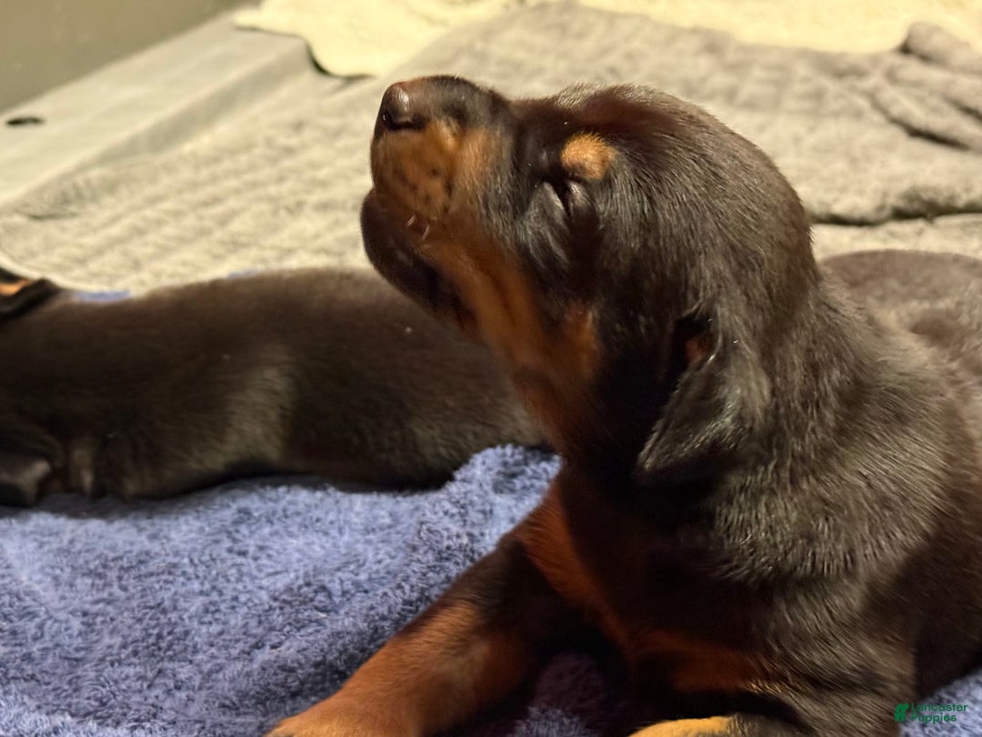 Doberman Pinscher dogs for sale: Male Puppy - Image 16
