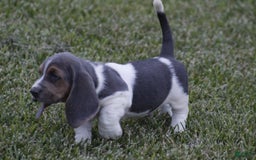 Basset Hound dogs for sale: Jed - Image 3