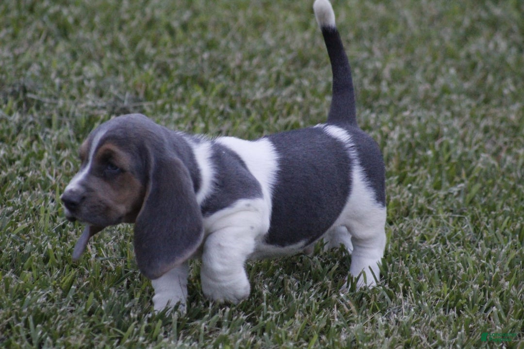Basset Hound dogs for sale: Jed - Image 3