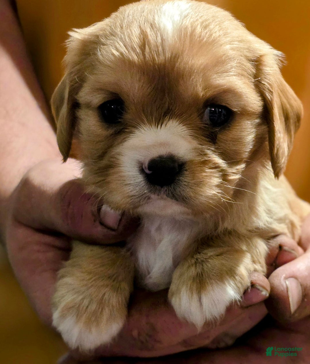 Cavalier King Charles Spaniel dogs for sale: Redford - Image 5