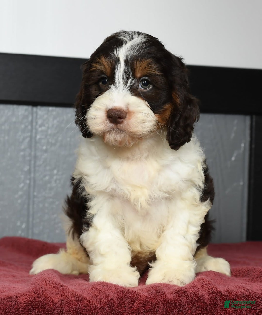 Cavapoo dogs for sale: Jones - Image 3