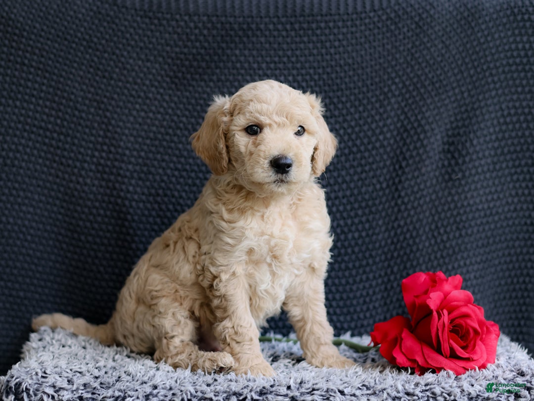 Mini Goldendoodle dogs for sale: Kenton - Image 3