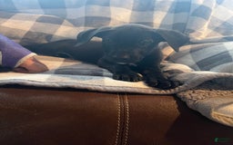 German Shepherd dogs for sale: Dean - Image 1