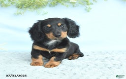 Miniature Dachshund dogs for sale: Krystal - Image 5