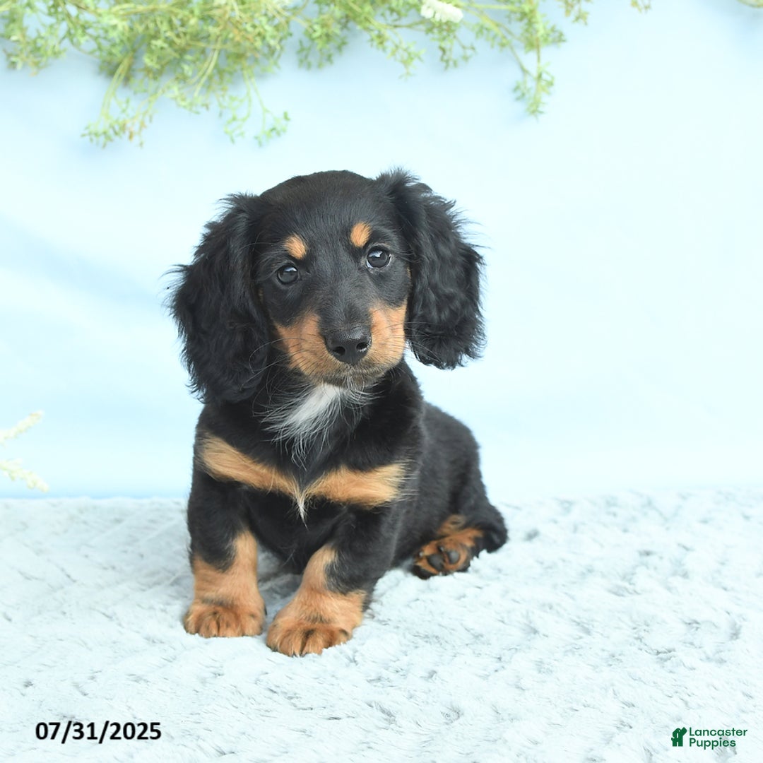 Miniature Dachshund dogs for sale: Krystal - Image 5