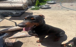 Doberman Pinscher dogs for sale: Male 1 - Image 4