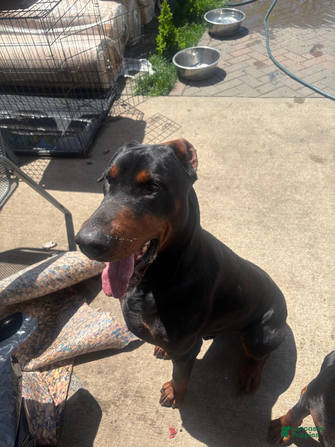 Doberman Pinscher dogs for sale: Male 1 - Image 4