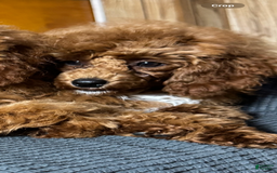 Toy Poodle dogs for sale: Maxi - Image 4