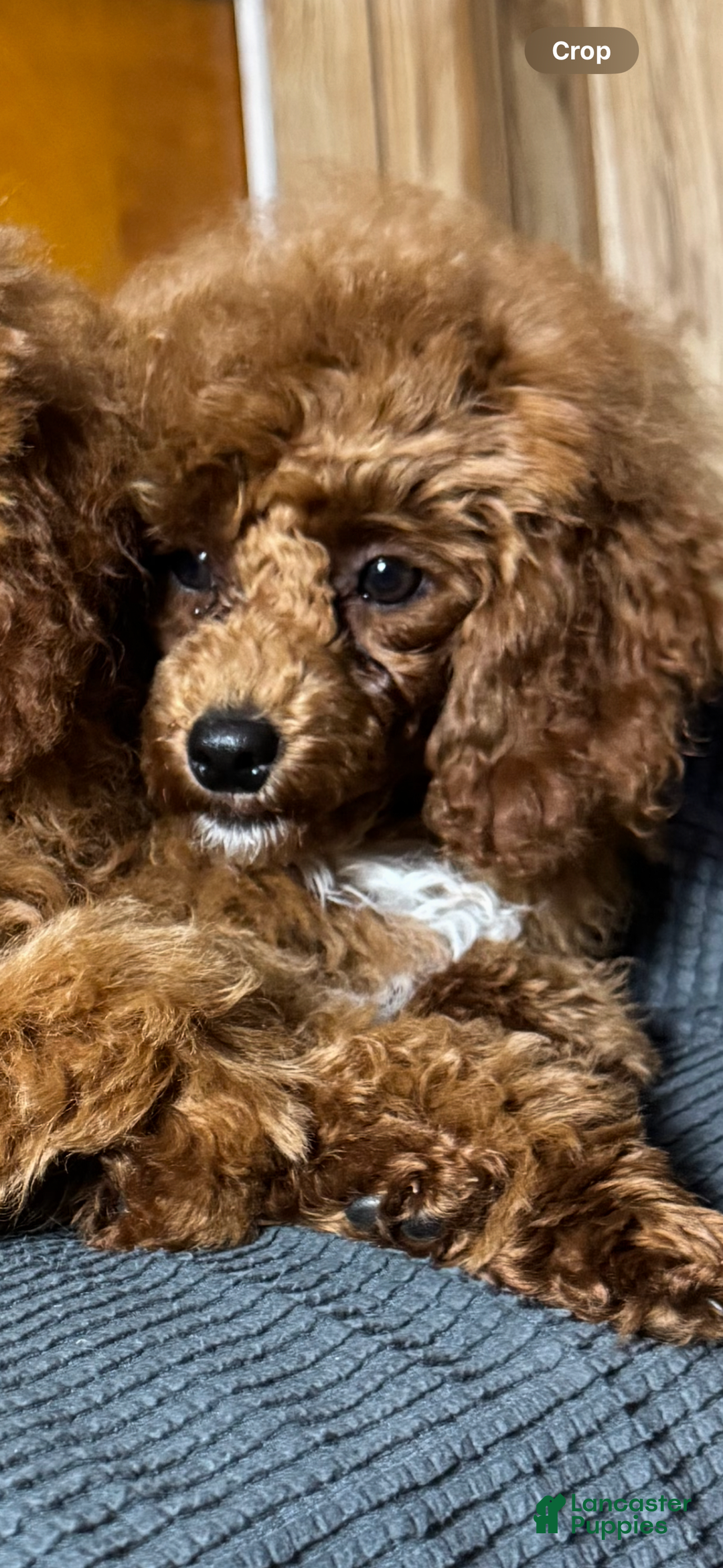 Toy Poodle dogs for sale: Maxi - Image 4