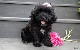 Cockapoo dogs for sale: Isabelle - Image 9