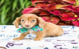 Miniature Dachshund dogs for sale: Zoey - Image 4
