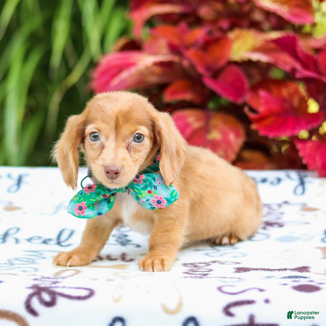 Miniature Dachshund dogs for sale: Zoey - Image 4