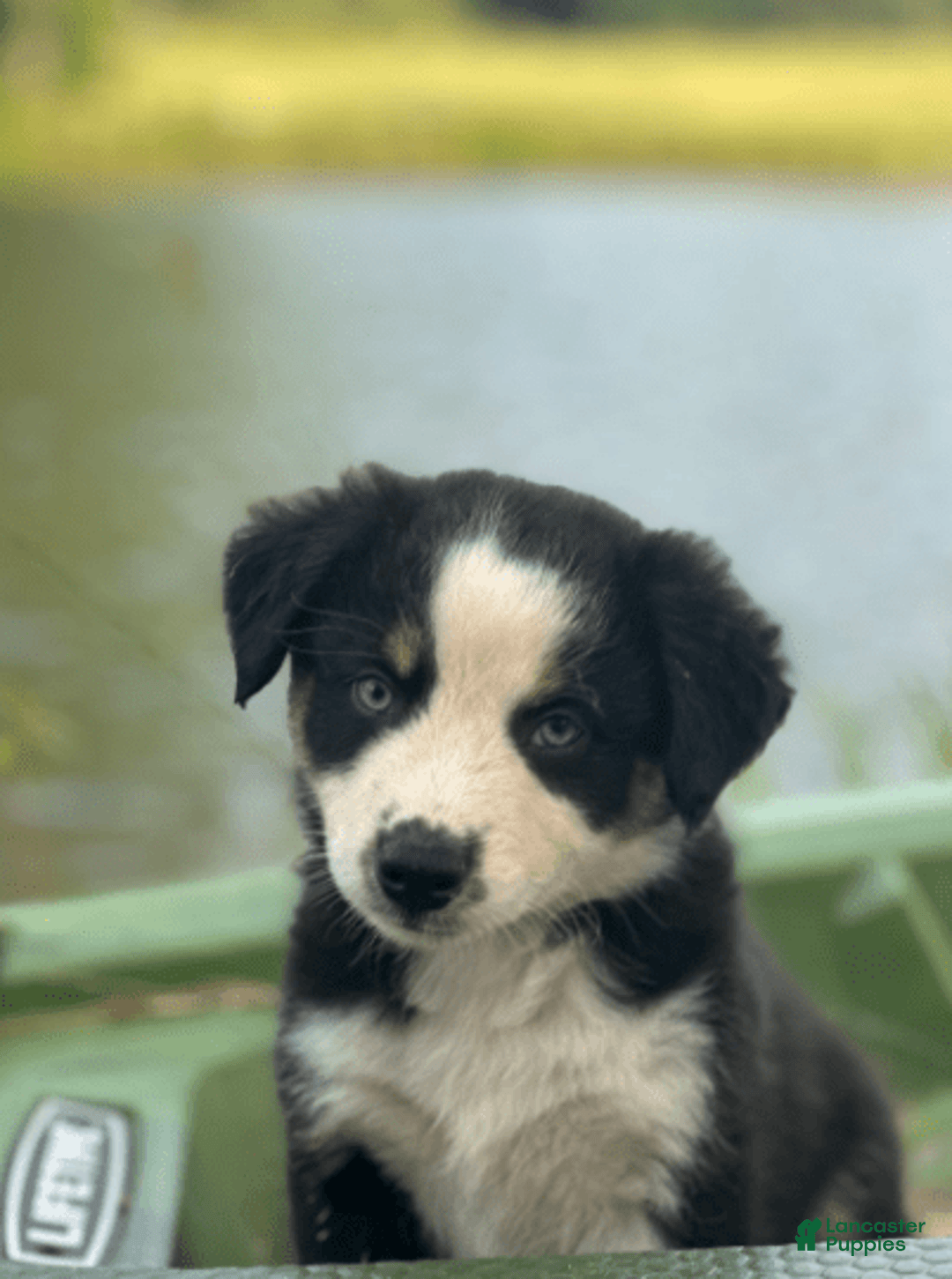 Australian Shepherd dogs for sale: Ziggy - Image 6