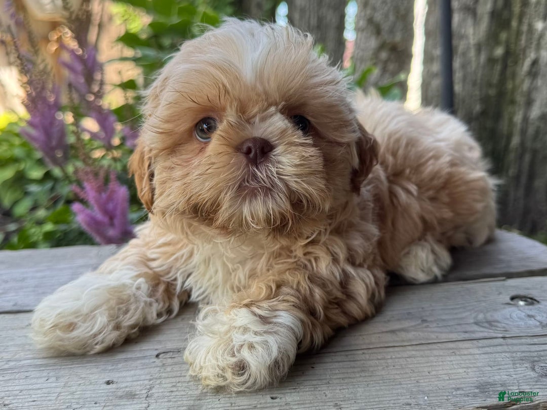 Shih Tzu dogs for sale: Andy - Image 6