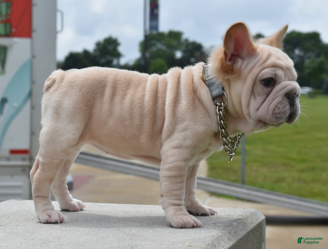 French Bulldog dogs for sale: Rayna Big Rope Velvet Fluffy - Image 70