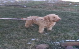 Goldendoodle dogs for sale: Sugar - Image 11