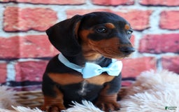Miniature Dachshund dogs for sale: Sparky - Image 11