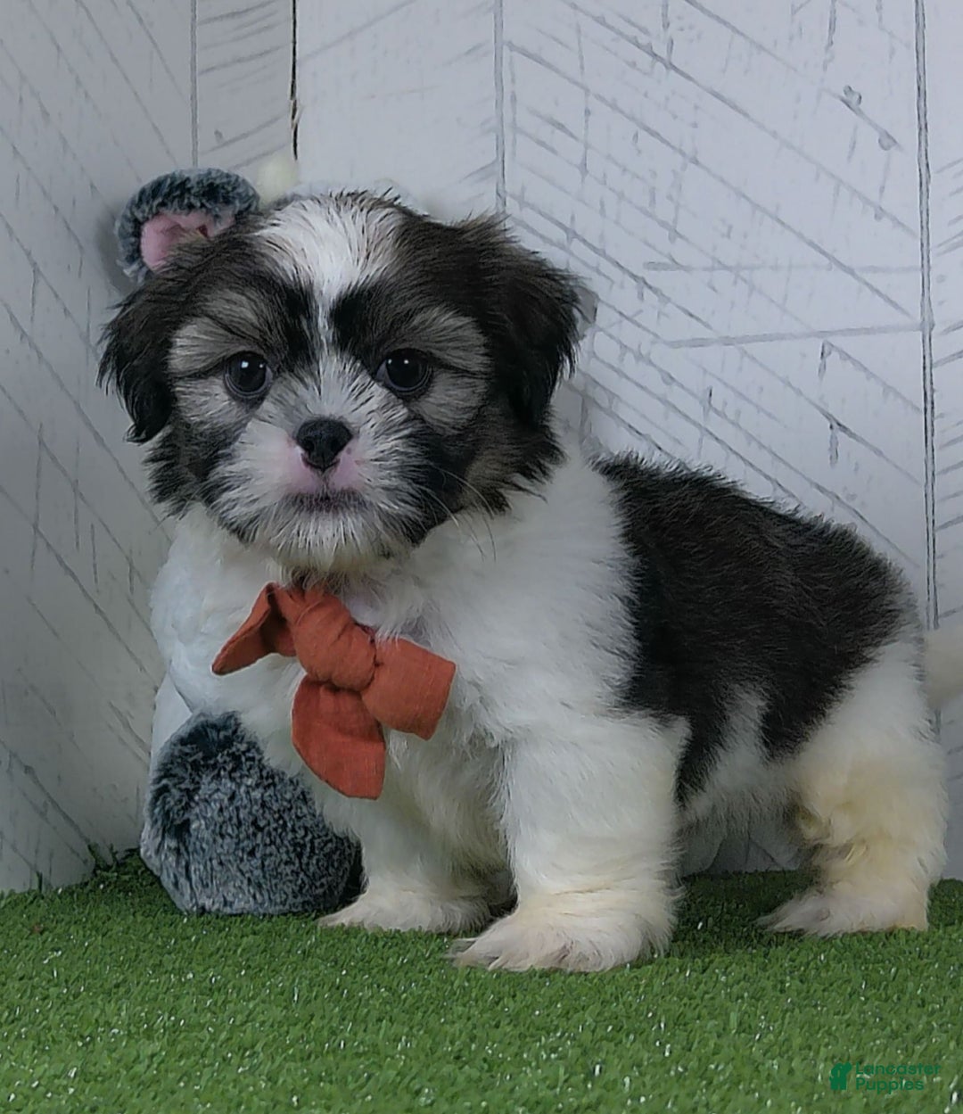 Shih Tzu dogs for sale: Sporty - Image 6