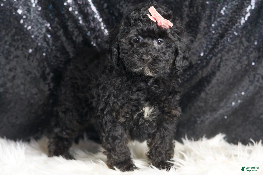 Toy Poodle dogs for sale: Luna - Image 5
