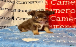 Chihuahua dogs for sale: Theodore Chocolate Lc - Image 36