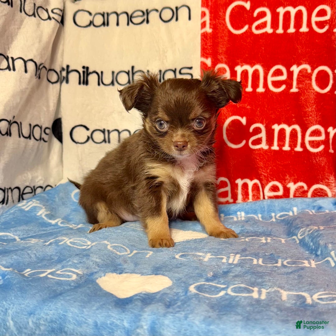 Chihuahua dogs for sale: Theodore Chocolate Lc - Image 36